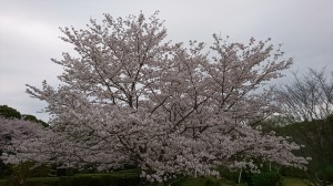 1本桜