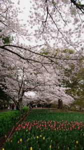 チューリップと桜