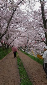 美祢市桜①