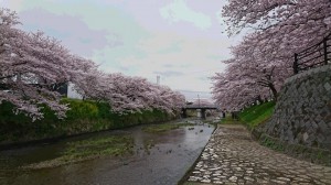 美祢市桜②