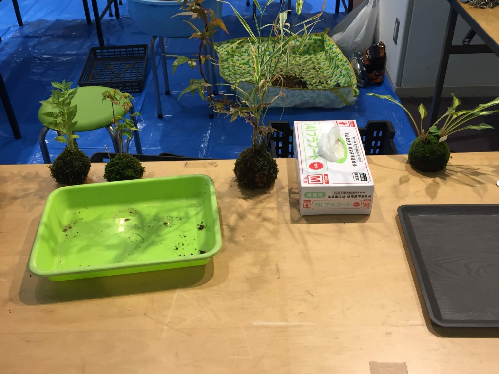 苔玉