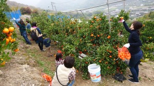 小原紅早生みかん狩り